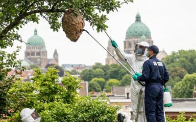 Aziatische horzels in Koekelberg: volledige gids en interventie