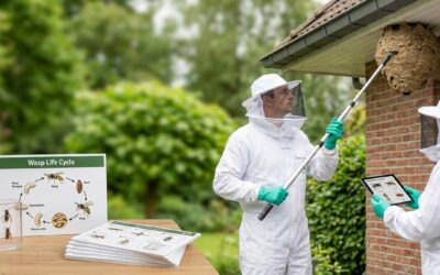 Wespennest in Watermaal-Bosvoorde: tussenkomst en volledige gids