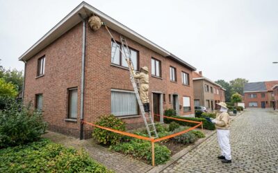 Destruction de nid de guêpes à Ganshoren : Guide et Intervention 1083