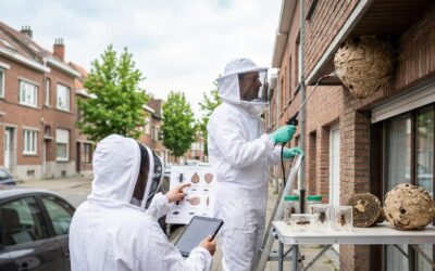Nid de Guêpes à Molenbeek : Guide d&rsquo;Intervention et Tarifs 2024