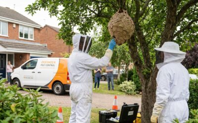 Horzel in Overijse: Uitgebreide gids en snelle lokale interventie
