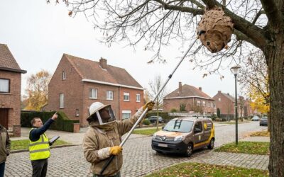 Aziatische horzel in Vilvoorde: Nesten rapporteren en vernietigen