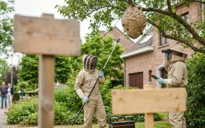 Nid de frelon à Dilbeek : Signalement, identification et intervention rapide