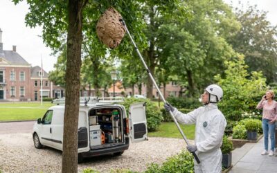 Asian Hornet in Ternat: Reporting, Extermination, and Rates