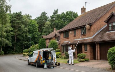 Wasp Nest Removal in Rhode-Saint-Genèse: Solutions and Prices