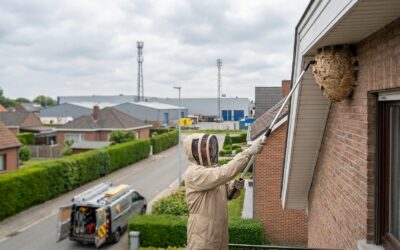 Wasp Nest Removal in Machelen: Expert & Rapid Response