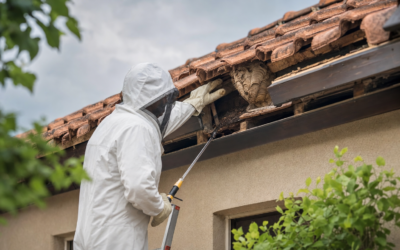 Wasps Under the Roof Tiles: Are They Dangerous, and How Do You Get Rid of Them?