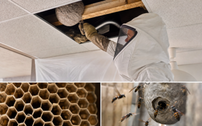 Nid de guêpes ou frelons dans un faux plafond : Guide de détection