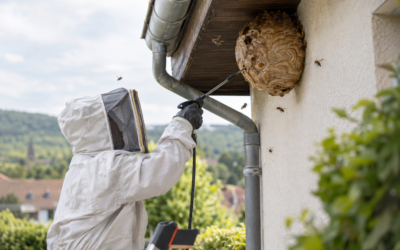 Destruction nid de frelon : combien de temps reste-t-il des insectes ?